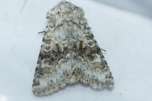Réf. 228 751 : Hecatera bicolorata